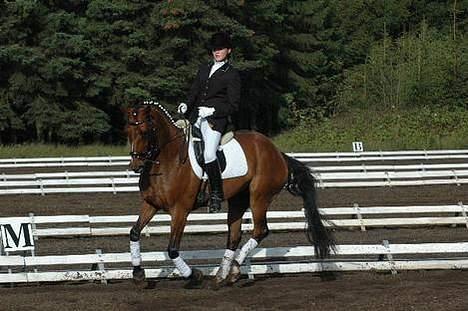 Hannoveraner Destiny. Lånt ud - Smukke Lars billede 3