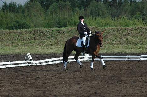 Hannoveraner Destiny. Lånt ud - Lars<3 billede 4