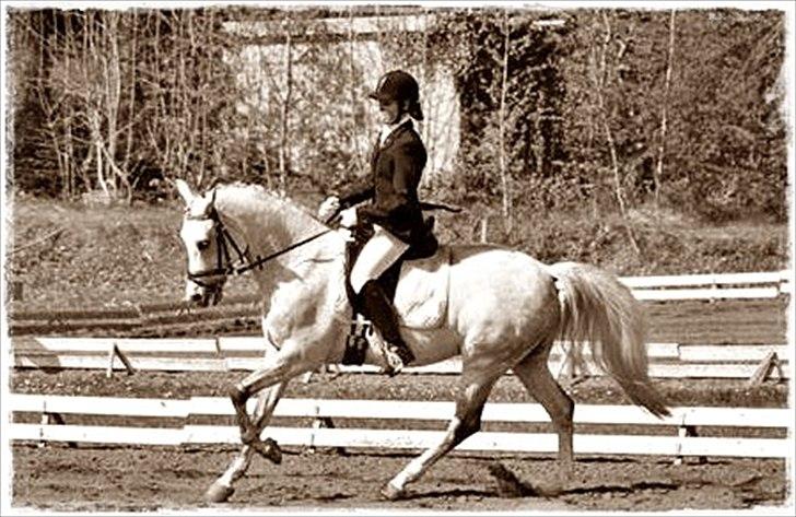 Hollandsk Sportspony Karim :) Solgt - mosø stævne =) Fotograf: Jano-foto.dk billede 14