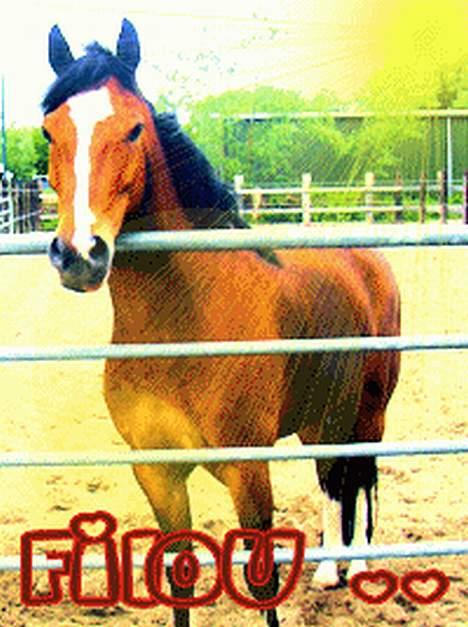 Belgisk Sportspony Filou van de delthoeve - redigeret fiiiilou <3 billede 8