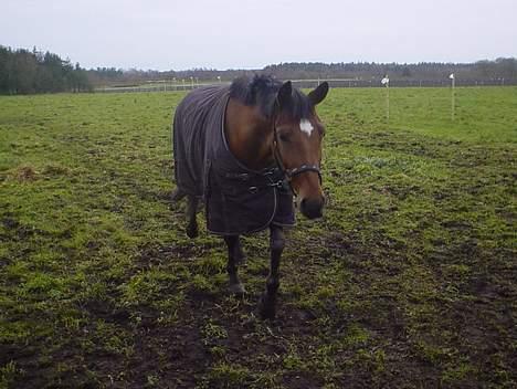 Irsk Sportspony Irish pleasure (Aflivet) - Ude på fold..... billede 20