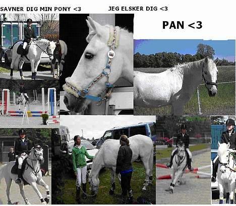 Irsk Sportspony Pan billede 13