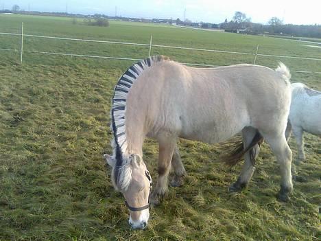 Fjordhest Skovvejens Anita ( Akita) - her sammen med Patrick billede 20