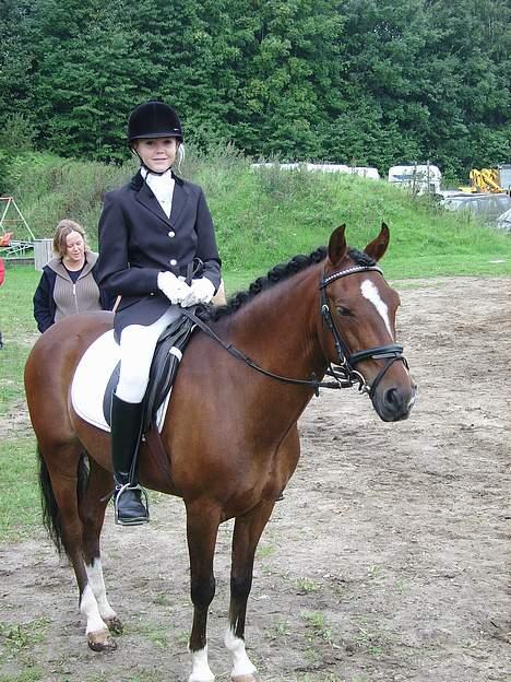 New Forest Spangvads Eros. (solgt) - . Han ser da en smule træt ud? billede 6