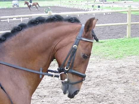 New Forest Spangvads Eros. (solgt) - . Ihh han er da sød døgnet rundt! hehe. billede 7