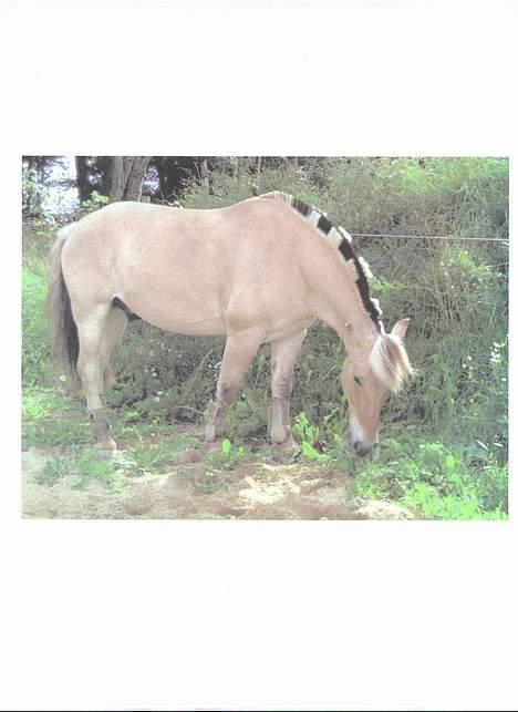 Fjordhest sonnyboy rørbæk - sonny fed frisure billede 3