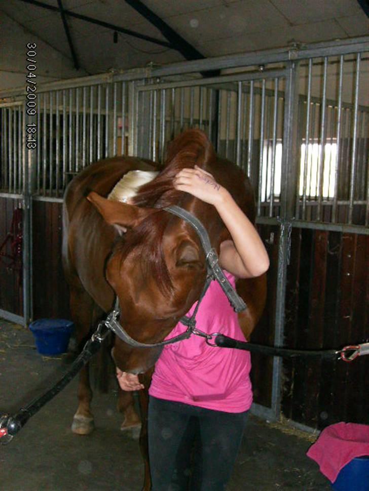 Knabstrupper Zolon - zolon min skat i: billede 7