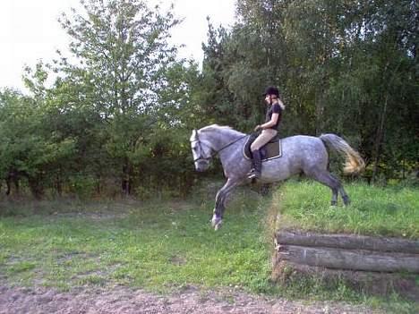 Anden særlig race Firhøjs Eminent billede 10