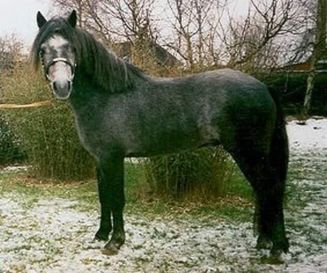 Connemara Teglstrups King Lucas - Teglstrups King Lucas "PLAG" billede 1