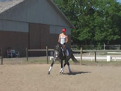 Connemara Teglstrups King Lucas - Teglstrups King Lucas "2006" billede 3