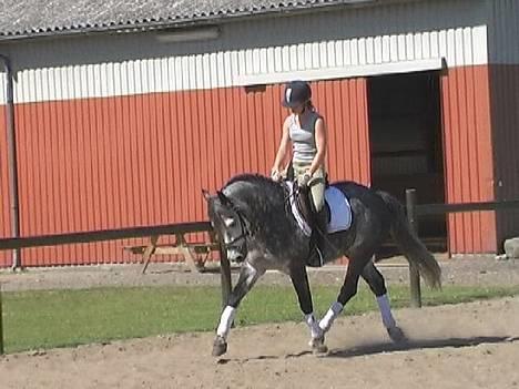 Connemara Teglstrups King Lucas - Teglstrups King Lucas billede 4