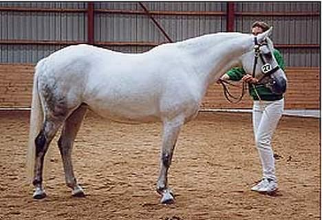 Connemara Teglstrups King Lucas - Teglstrups Lizette - Lucas mor billede 5