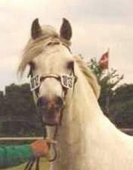 Connemara Teglstrups King Lucas - Teglstrups Duke - Lucas far billede 6