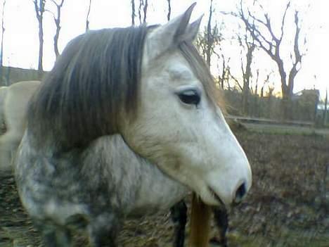 Anden særlig race Bella - Min prinsesse pony <3 billede 3