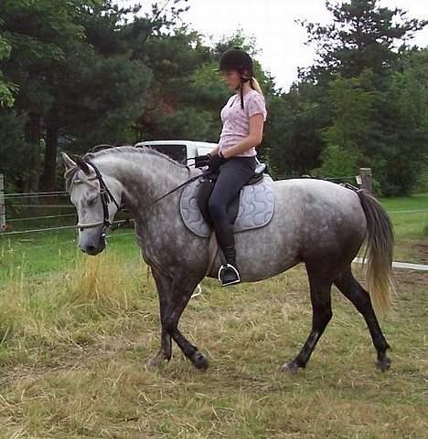 Anden særlig race Bella - Lidt mere dressur, her i skrit <3 billede 5