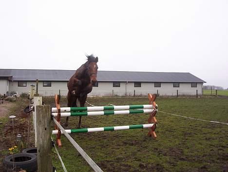 Holstener crossantino (solgt) - tino...sringer med mine nye cavaletties billede 19
