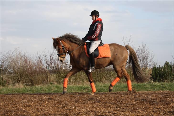 New Forest Odbjergs Elaine - SOLGT - NYT. Sidste ridetur inden hun blev solgt billede 2