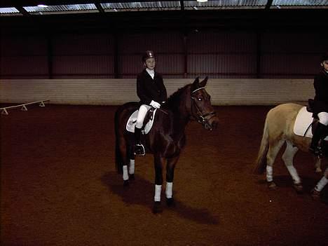 New Forest Elmholts Senator billede 8