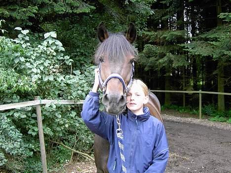 New Forest Elmholts Senator billede 9