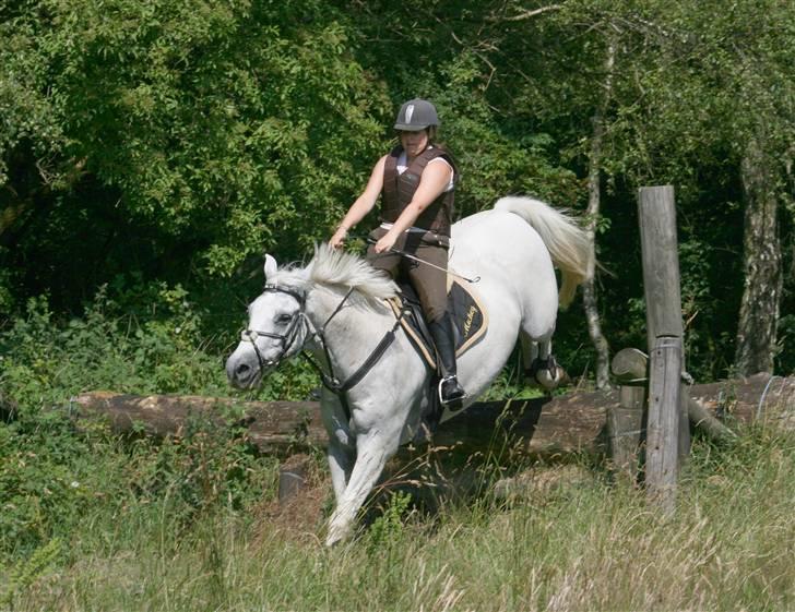 Anden særlig race Mickey  - NYT! d. 5/7 - 08 på terrænbanen i Langå med Mickey<3 tak til Rikke Astrup<3 Denne forhindring er bla med til DM! :D billede 5