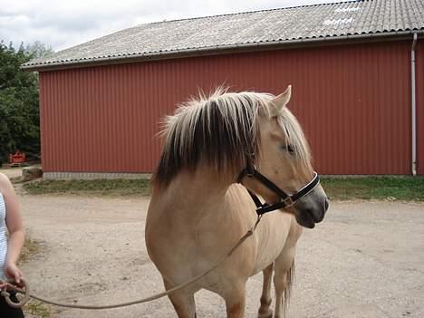 Fjordhest Tot billede 4