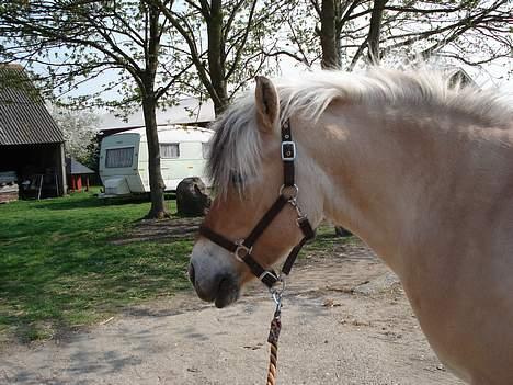 Fjordhest Tot billede 5