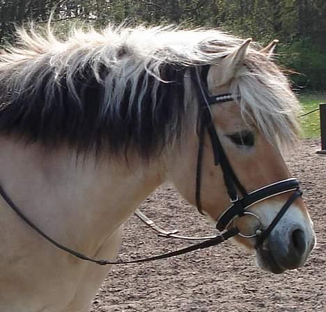 Fjordhest Tot billede 6