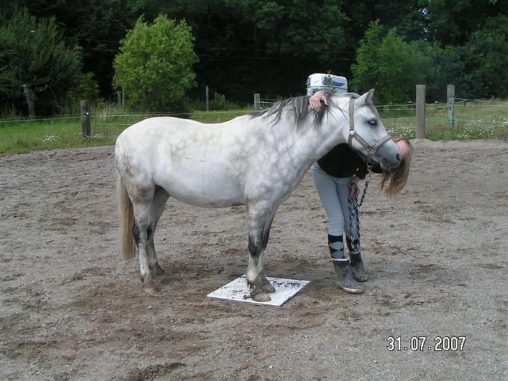 Welsh Mountain (sec A) Ræveskiftets Liberty - Her får en lige en mysser <33 Vi øvede lidt med "farlige" ting ! billede 3