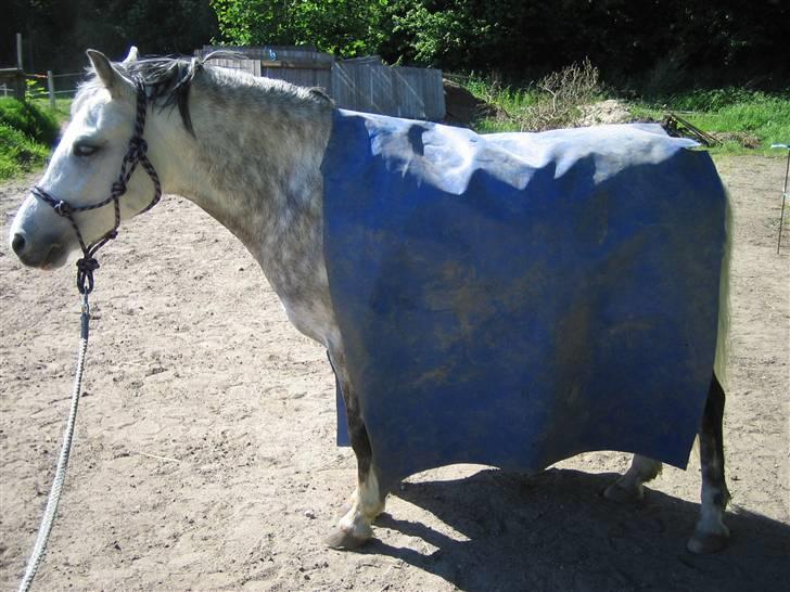 Welsh Mountain (sec A) Ræveskiftets Liberty - Ja, så fik han lige en pressening på, tror han troede det var et dækken :) billede 7