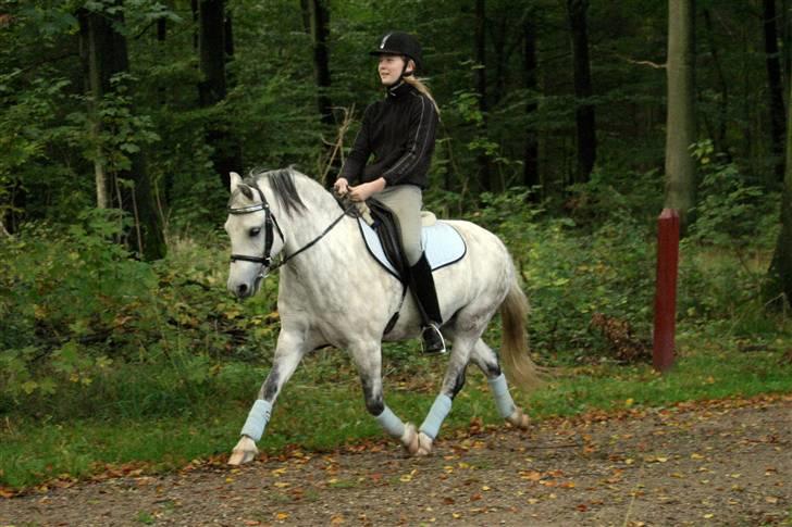 Welsh Mountain (sec A) Ræveskiftets Liberty - Uf, min skønherlige Flodhest. <3333 Se hvor han kan..  billede 20