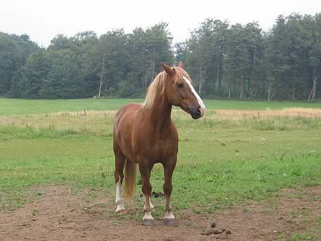 Anden særlig race Stald Regius´ Max R.I.P. billede 9