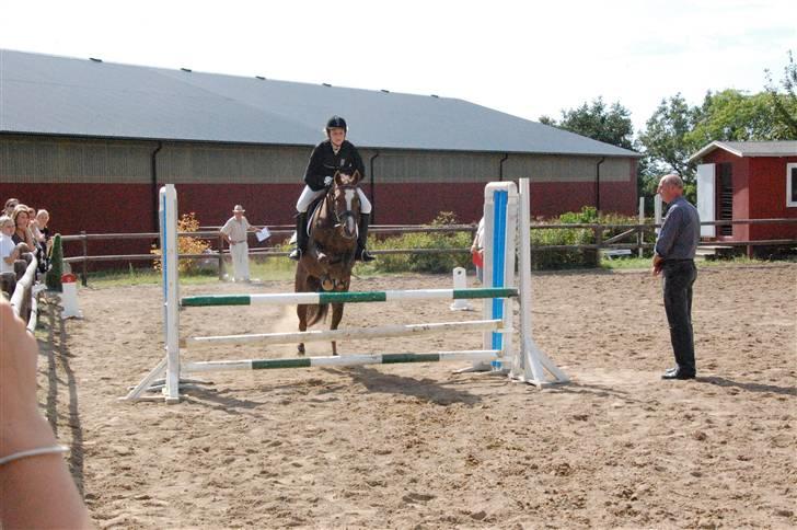 New Forest Odbjergs Elaine - SOLGT - Elaine til ØDM 2008 (:  billede 4