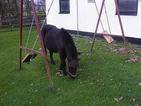 Shetlænder MIN ELVIS<33' R.I.P!:'( - hvordan kunne jeg sige andet en jeg elsker dig <333 billede 3