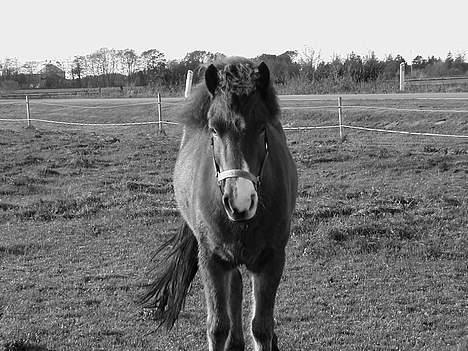 Islænder Ekil Fra Mundelstrup*DØD* - Heej.. nu kommer jeg.. :D billede 9