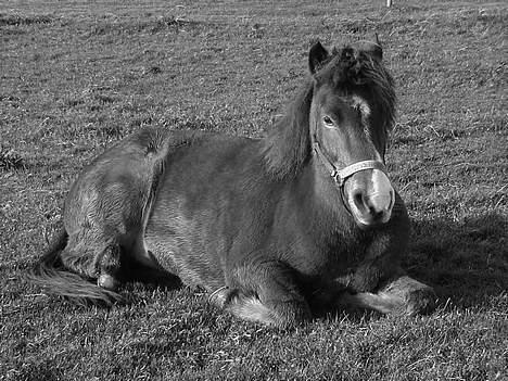 Islænder Ekil Fra Mundelstrup*DØD* - Åhh nej ikk tgae billeder.. skulle lige til og sove billede 10
