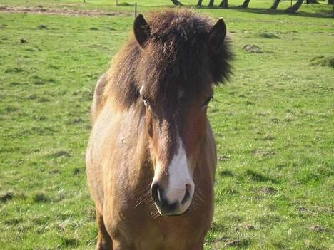 Islænder Ekil Fra Mundelstrup*DØD* billede 11