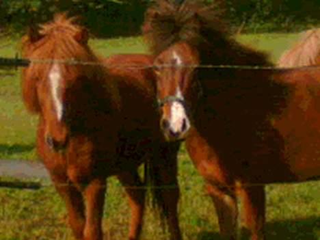 Islænder Ekil Fra Mundelstrup*DØD* - Åge (Glámmur) og Ekil  billede 12