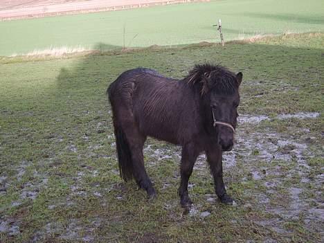 Isl&#230;nder Pila billede 1