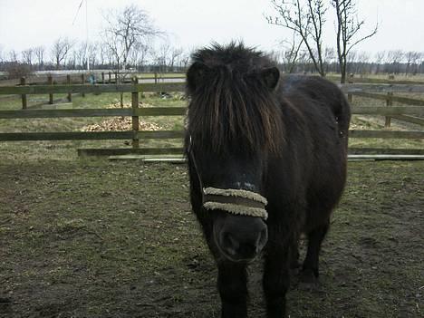 Shetlænder MIN ELVIS<33' R.I.P!:'( - min bamse!<333 billede 4