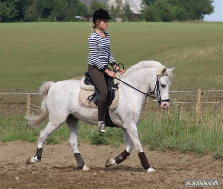 DSP Pan - Dressur sommer 07 billede 9