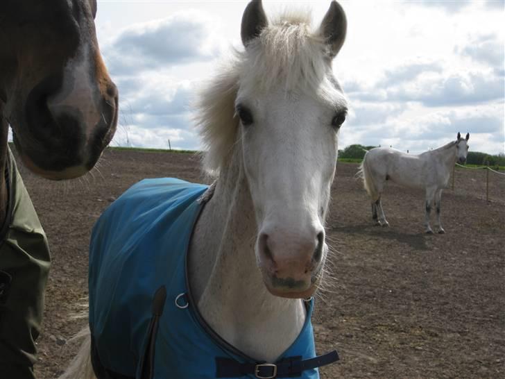 DSP Pan - Spring kursus 07 uge 27.     -  ´ Prins Pan ´ billede 10