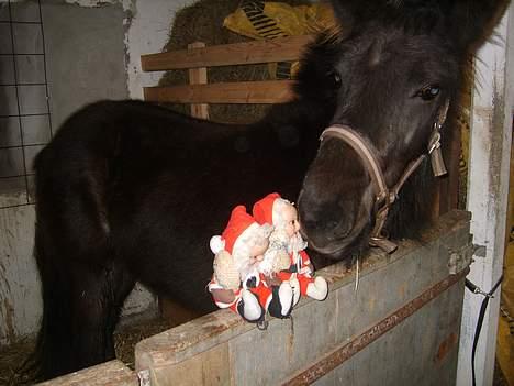 Isl&#230;nder Pila billede 2