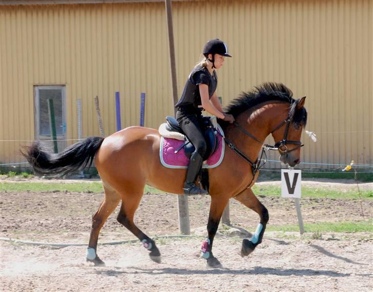 Hollandsk Sportspony Miss Charming - #14 Udendørsspringning på stjernen billede 14