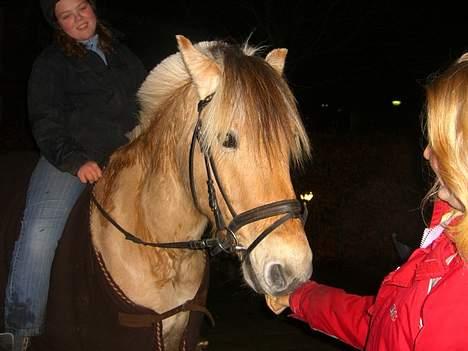 Fjordhest Rambo - katrine har guleroder :P billede 12