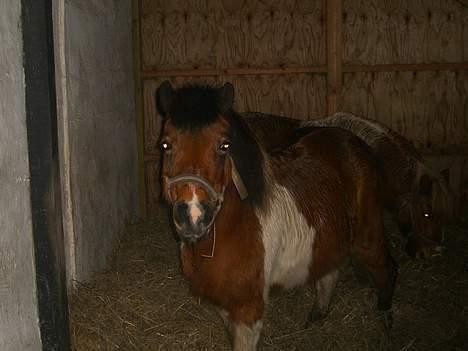 Shetlænder Surprice(Død d. 27/05/08) - kigge bare lidt billede 13