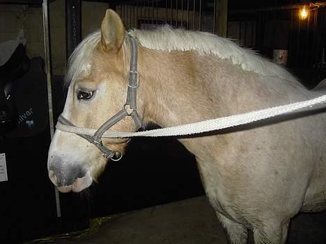 Haflinger Aalekrogens Stafet*SOLGT* - Ny Man billede 3