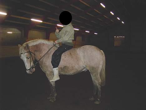 Haflinger Aalekrogens Stafet*SOLGT* - Stafet med sin part billede 4