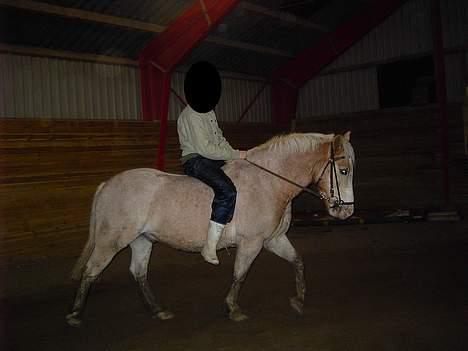 Haflinger Aalekrogens Stafet*SOLGT* - De 2 igen... billede 5