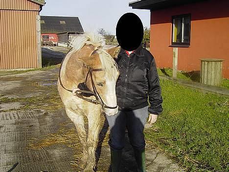 Haflinger Aalekrogens Stafet*SOLGT* - En regnvejrs dag på ridebanen billede 6