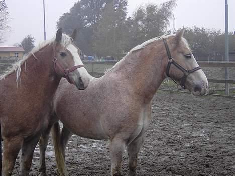 Haflinger Aalekrogens Stafet*SOLGT* - Stafet og hans mor billede 7